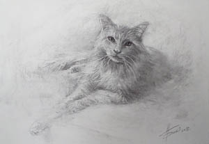 Рисунки кота, рисунки кошки